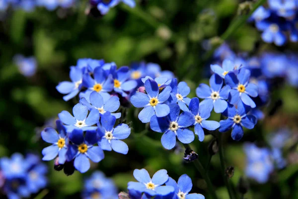 春の自然背景と青い花 — ストック写真