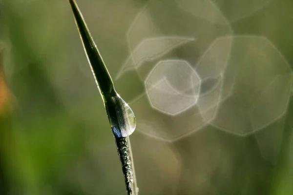 Closeup Morning Dew Drops Green Grass — Stock Photo, Image