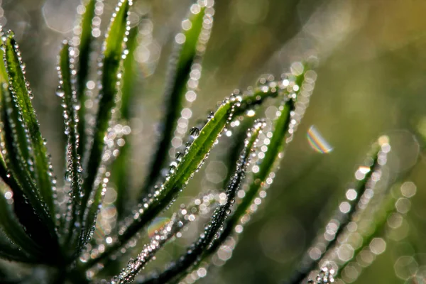 Closeup Morning Dew Drops Green Grass — Stock Photo, Image