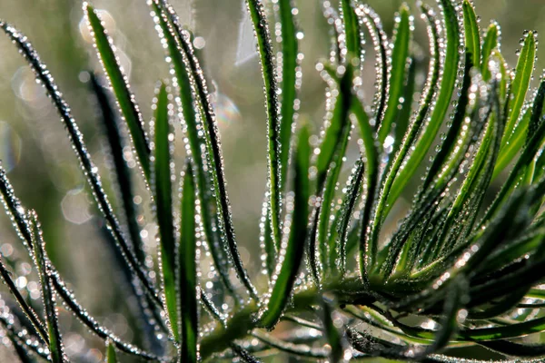 Detailní Záběr Ranních Kapek Rosy Zelené Trávě — Stock fotografie