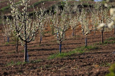 İlkbaharda meyveler açar..