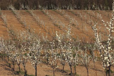 İlkbaharda meyveler açar..