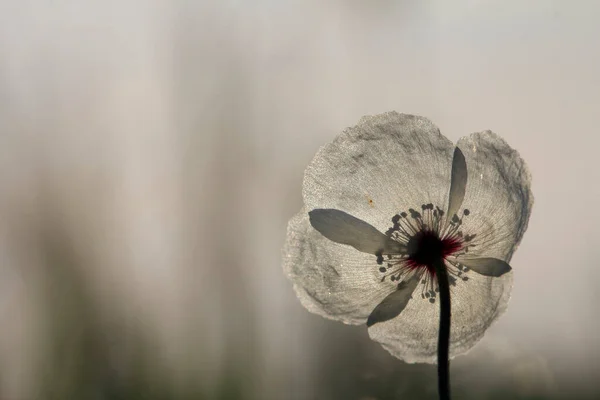 Poppy Verlicht Door Zon Poppy Bloemen Het Voorjaar Mei — Stockfoto