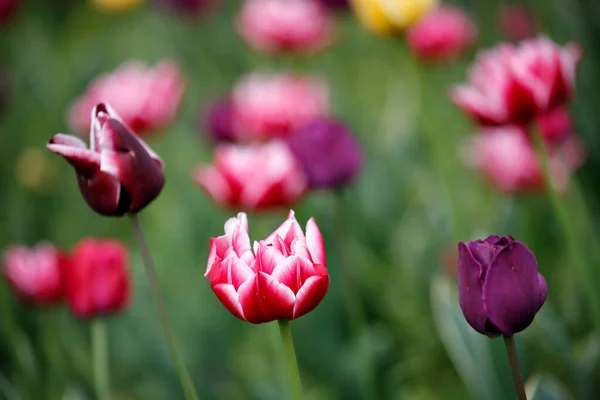 Tulipanes Jardín Los Tulipanes Primavera — Foto de Stock