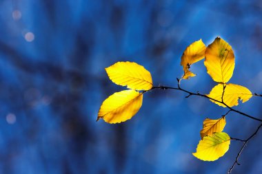Ormanda sonbaharın ayrıntıları ve renkleri.