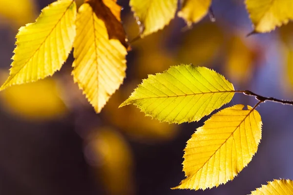 Details Colors Autumn Woods — Stock Photo, Image
