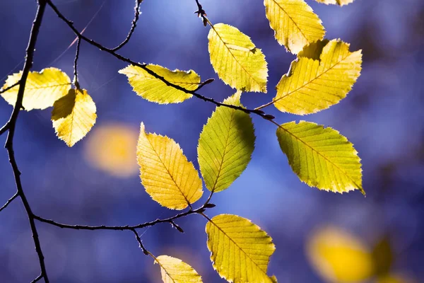 Détails Couleurs Automne Dans Les Bois — Photo