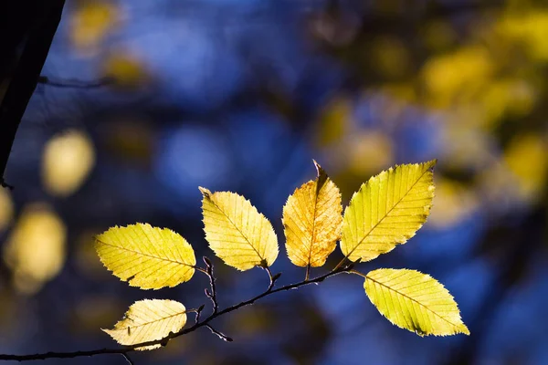 Détails Couleurs Automne Dans Les Bois — Photo