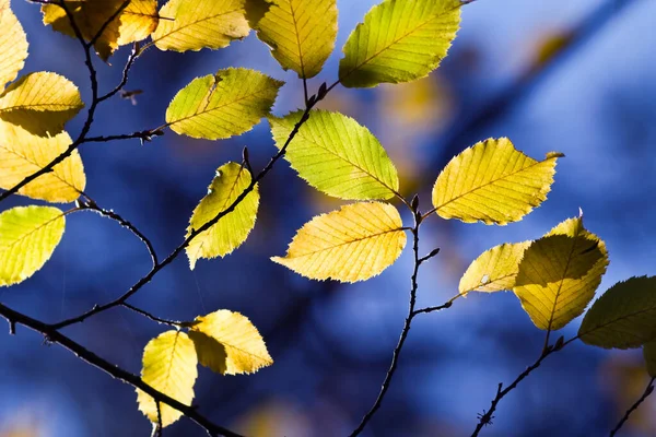 Details Und Farben Des Herbstes Wald — Stockfoto