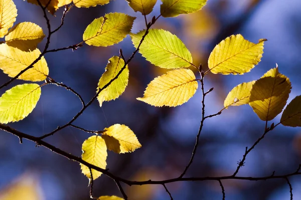 Details Colors Autumn Woods — Stock Photo, Image