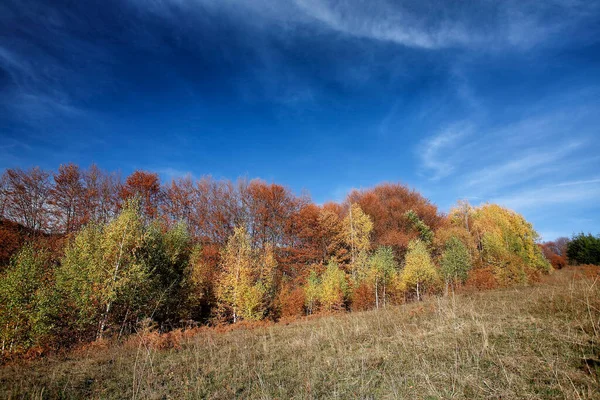 Bos Herfst Kleurrijk Oktober Prachtig Herfstlandschap — Stockfoto