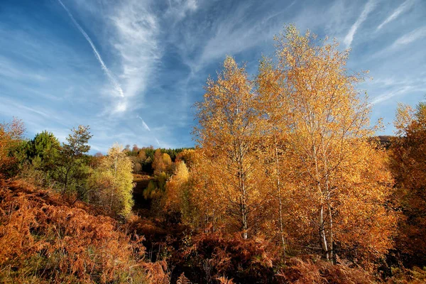 Metsä Syksyllä Värikäs Lokakuu Kaunis Syksyn Maisema — kuvapankkivalokuva