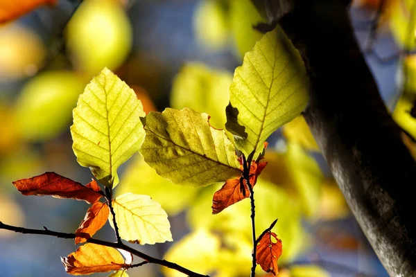 Dettagli Colori Dell Autunno Nel Bosco — Foto Stock