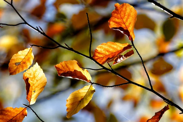 Dettagli Colori Dell Autunno Nel Bosco — Foto Stock