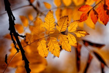 Sonbaharda ayrılıyor. Ormanda sonbaharın ayrıntıları ve renkleri.