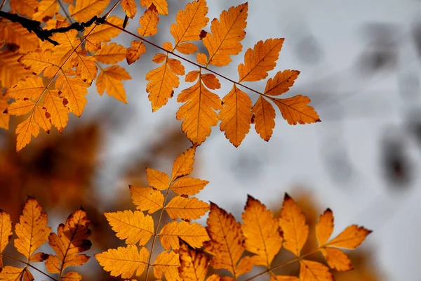 Folhas Outono Detalhes Cores Outono Floresta — Fotografia de Stock