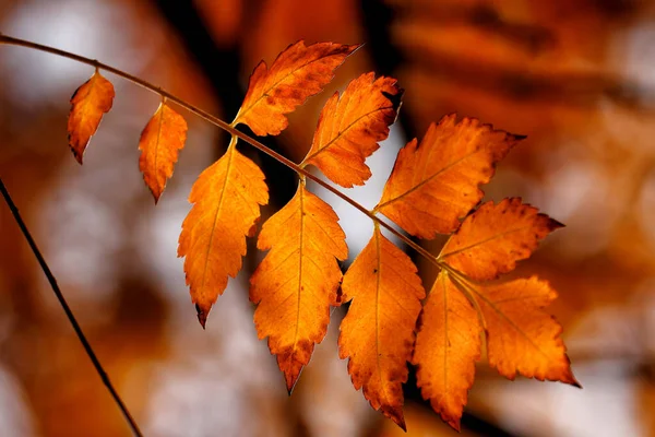 Otoño Detalles Colores Del Otoño Bosque —  Fotos de Stock