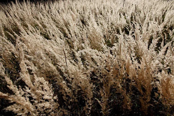 Het Zonverlichte Gras Gouden Spikkels Van Gras — Stockfoto