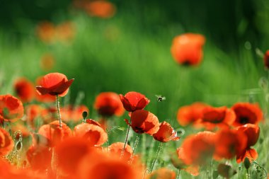 güzel haşhaş çiçekleri