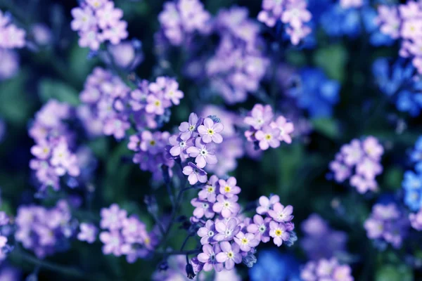 Flores en primavera —  Fotos de Stock