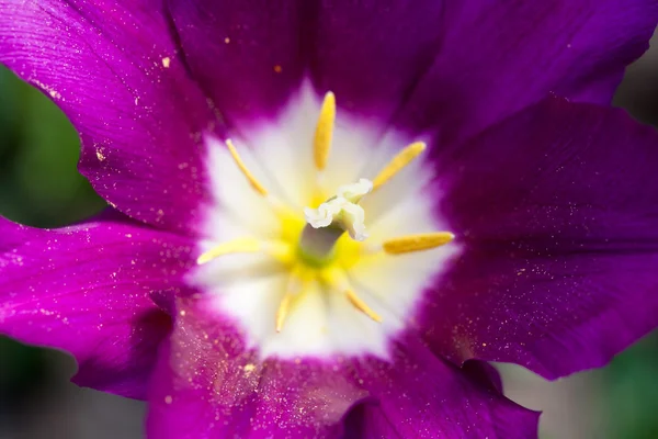 Тюльпаны весной — стоковое фото