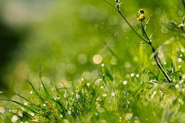 Hierba en primavera — Foto de Stock
