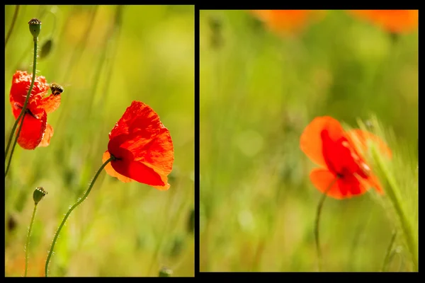 Beaux coquelicots — Photo