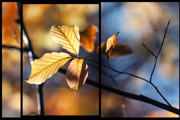 Folhas, outono — Fotografia de Stock