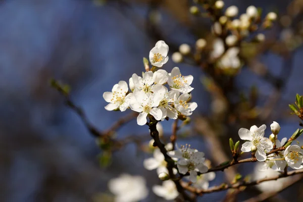 Fruits blossom — Stock Photo, Image