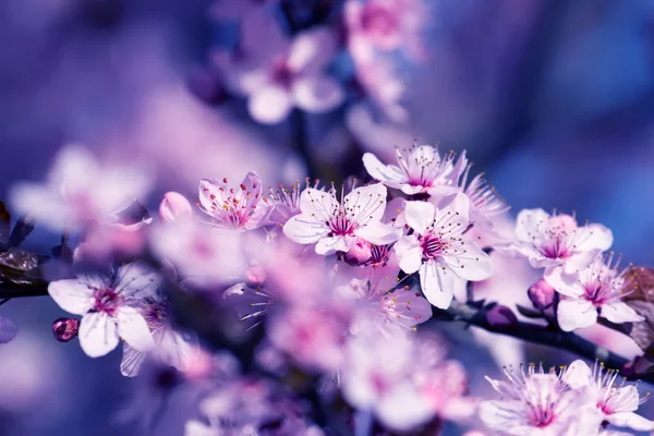 Fruits blossom — Stock Photo, Image