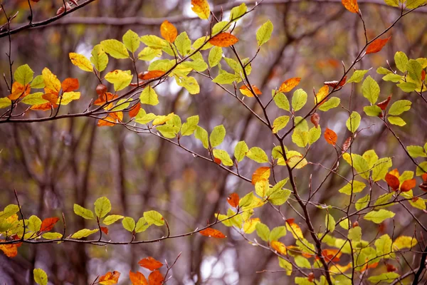 Colores del Otoño, hojas —  Fotos de Stock