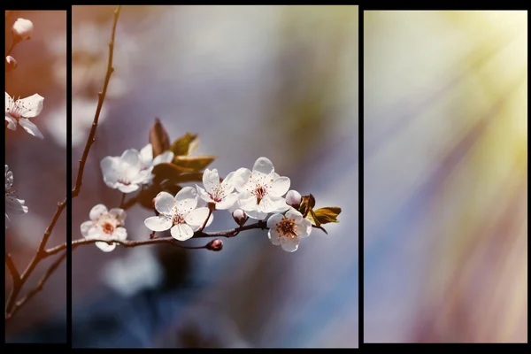 Fruits blossom — Stock Photo, Image