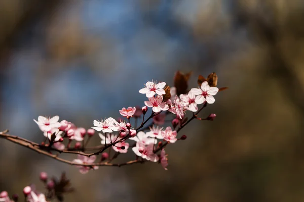 Fruits blossom — Stock Photo, Image