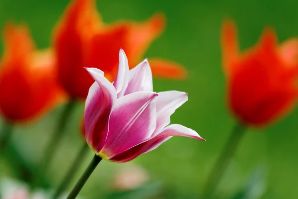 Tulpen, Frühling — Stockfoto
