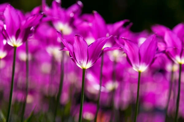 Krásný jarní květiny, tulipány — Stock fotografie