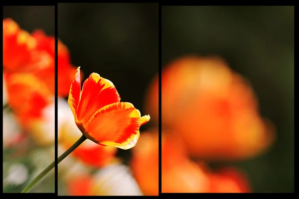 Färg tulpaner i trädgården — Stockfoto
