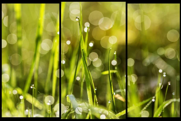 Gouttes dans l'herbe — Photo