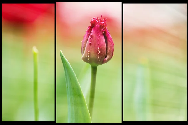 Vackra tulpaner på våren — Stockfoto