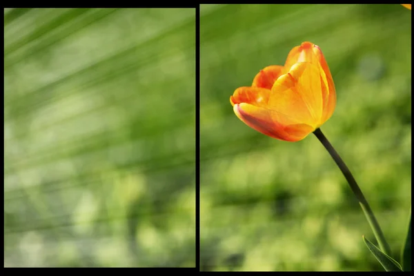 Lindas tulipas, abril — Fotografia de Stock