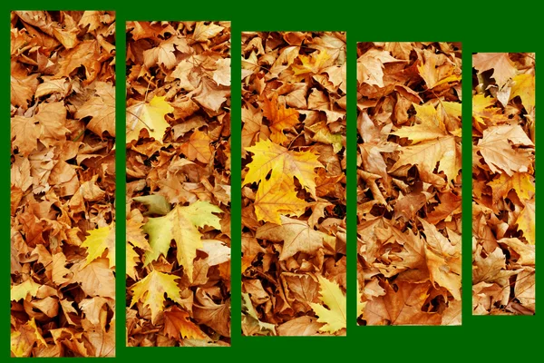 Yellow decorative maple leafs fall background — Stock Photo, Image