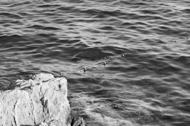 deniz kıyısı siyah ve beyaz