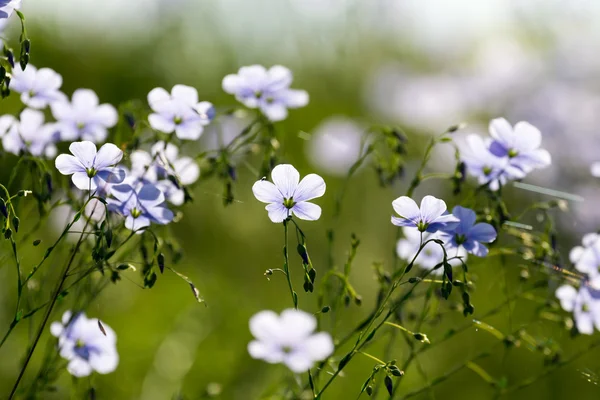 Blommor på våren — Stockfoto