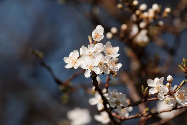 과일 꽃 — 스톡 사진