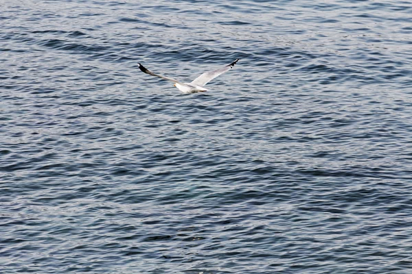 Gaivota, mar — Fotografia de Stock