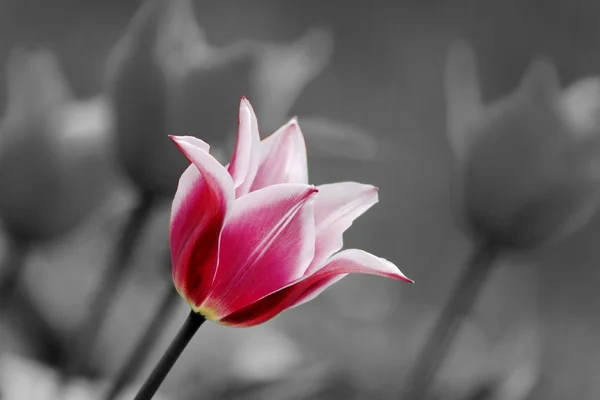 Tulipanes en primavera, tulipán colorido — Foto de Stock