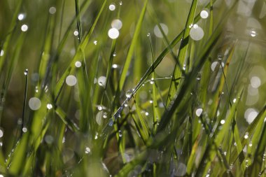 Çiy damlalı çimenler