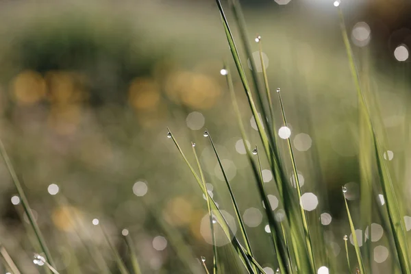 Kapky vody na trávu — Stock fotografie