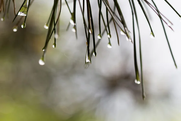 Green pine branch after rain — Stock Photo, Image