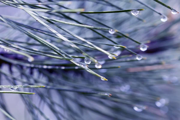 Green pine branch after rain — Stock Photo, Image