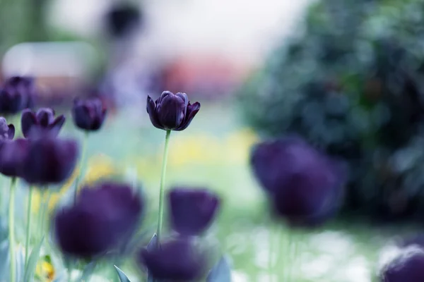 Тюльпаны весной, разноцветный тюльпан — стоковое фото